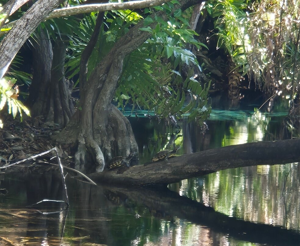 The Cenote Guy - Cenote Diving-普拉亚德尔卡曼必去景点