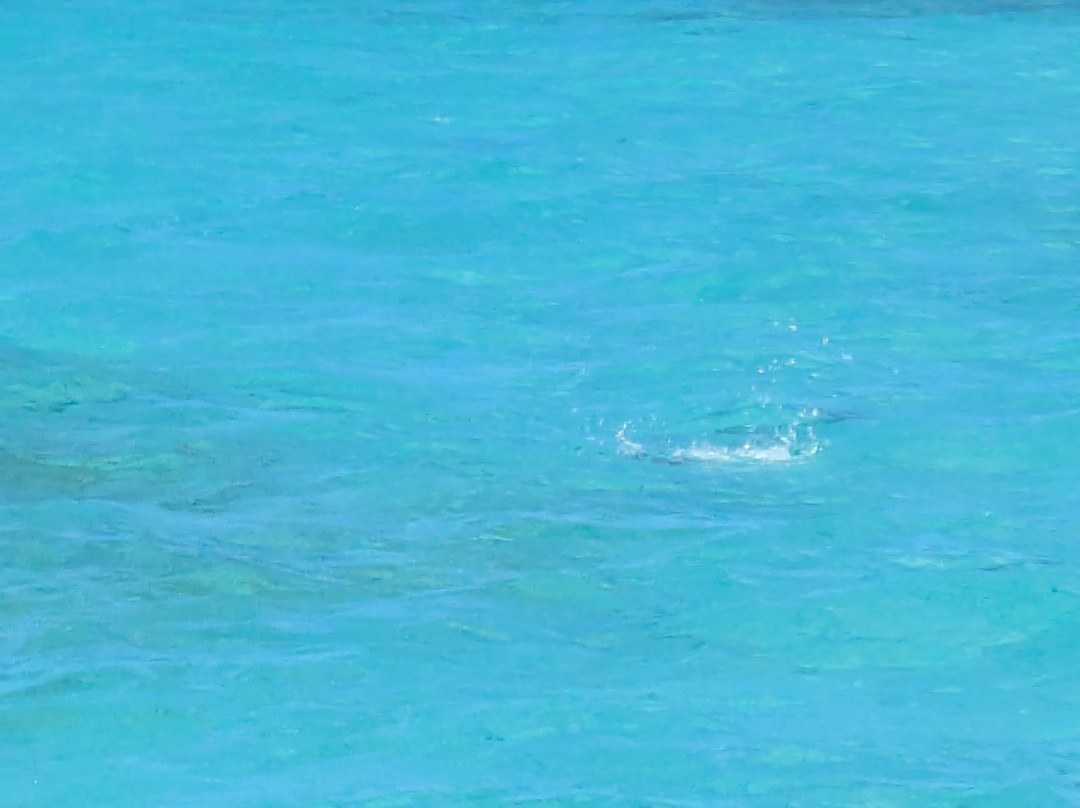 Buccoo Reef-多巴哥必去景点