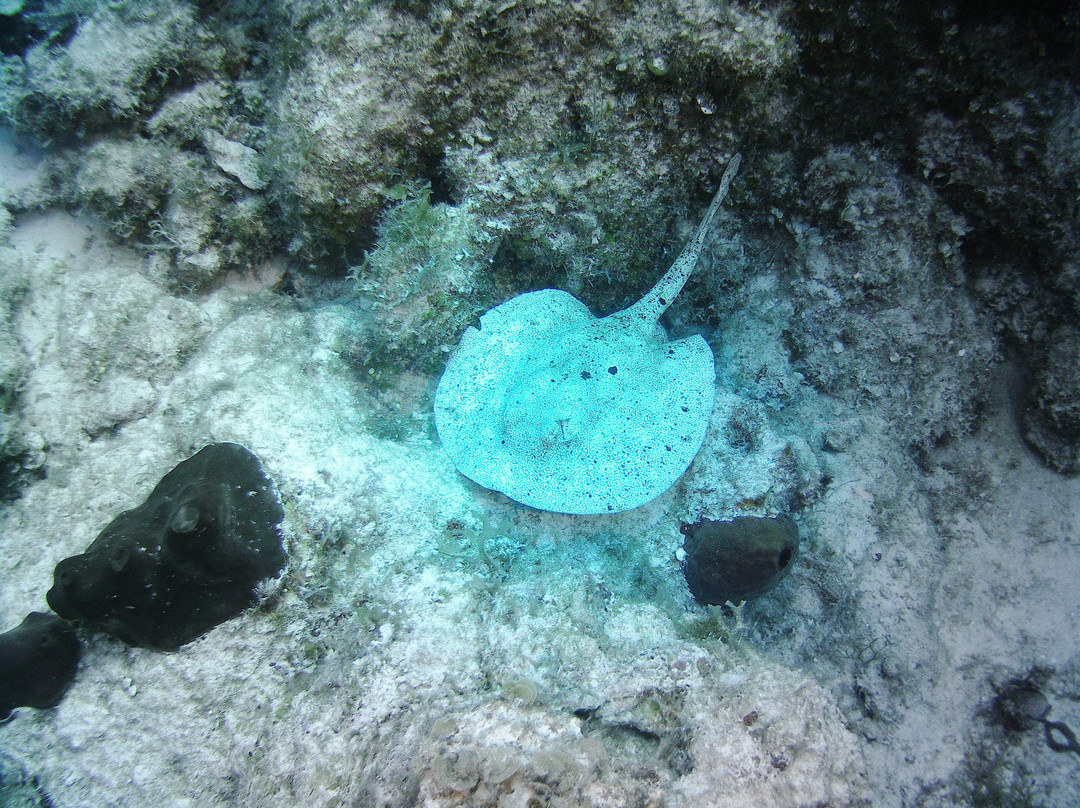 Only Blue Diving Dreams-Cockburn Town必去景点
