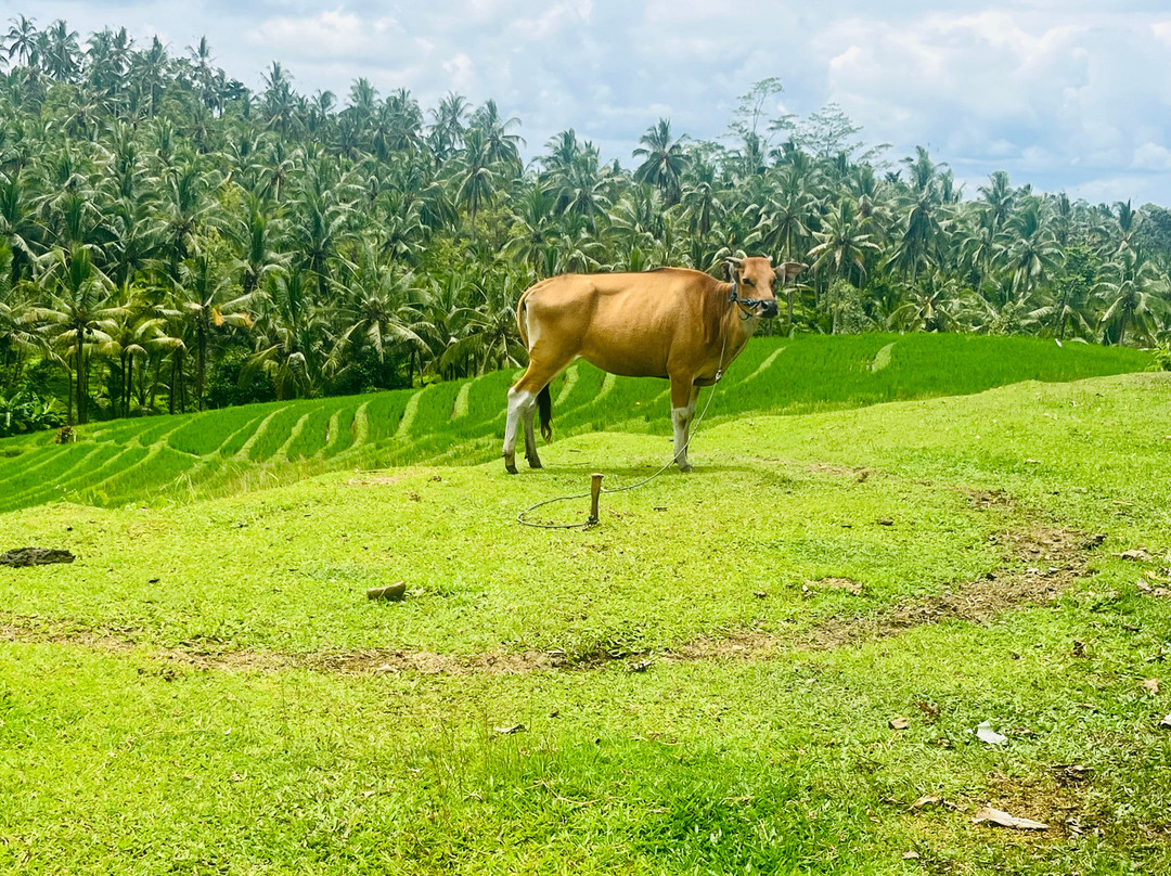 巴厘瑟桑丹花园酒店主图