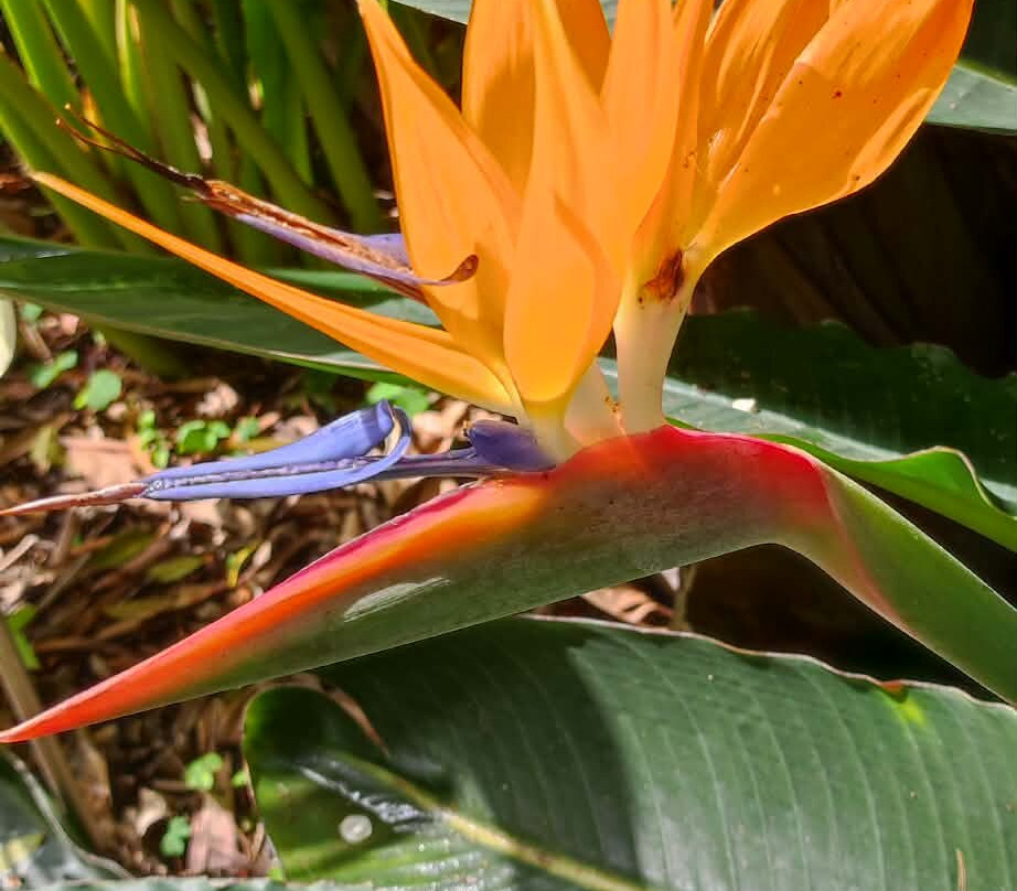 Botanischer Garten-德拉克鲁兹索尔港必去景点