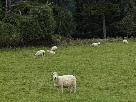 Alpine Jet Thrills - Canyon Safari-斯普林菲尔德必去景点