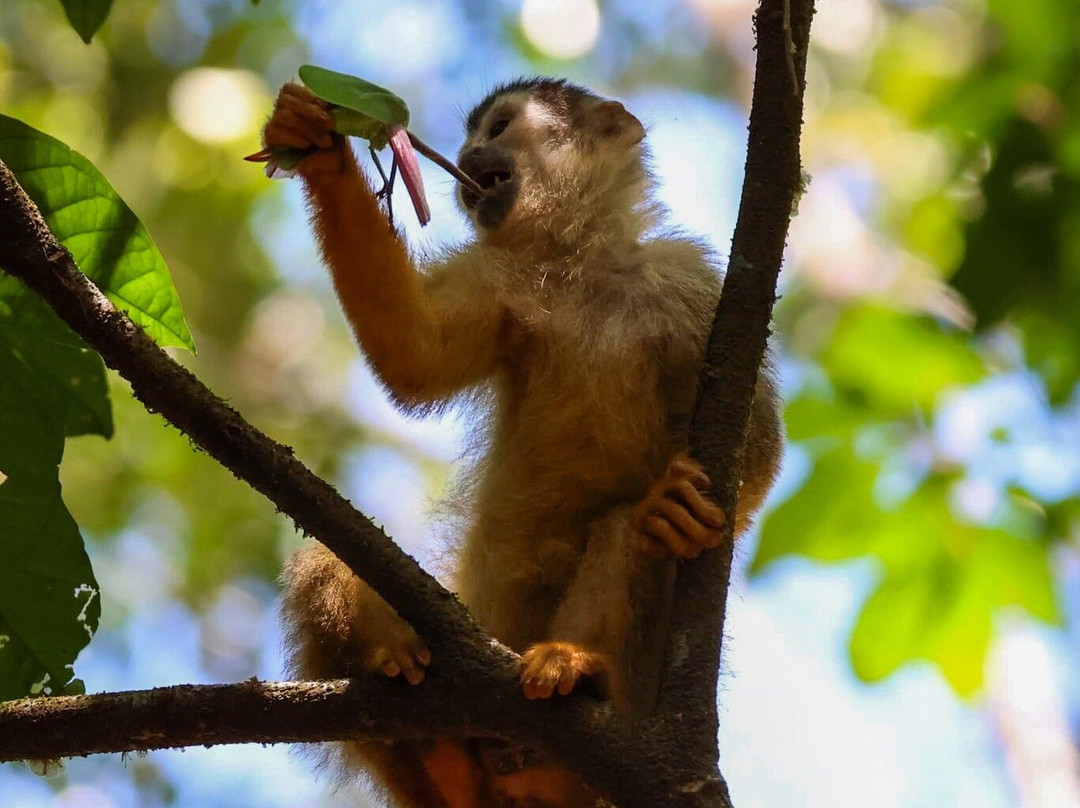 Osa Green Travel-希门尼斯港必去景点