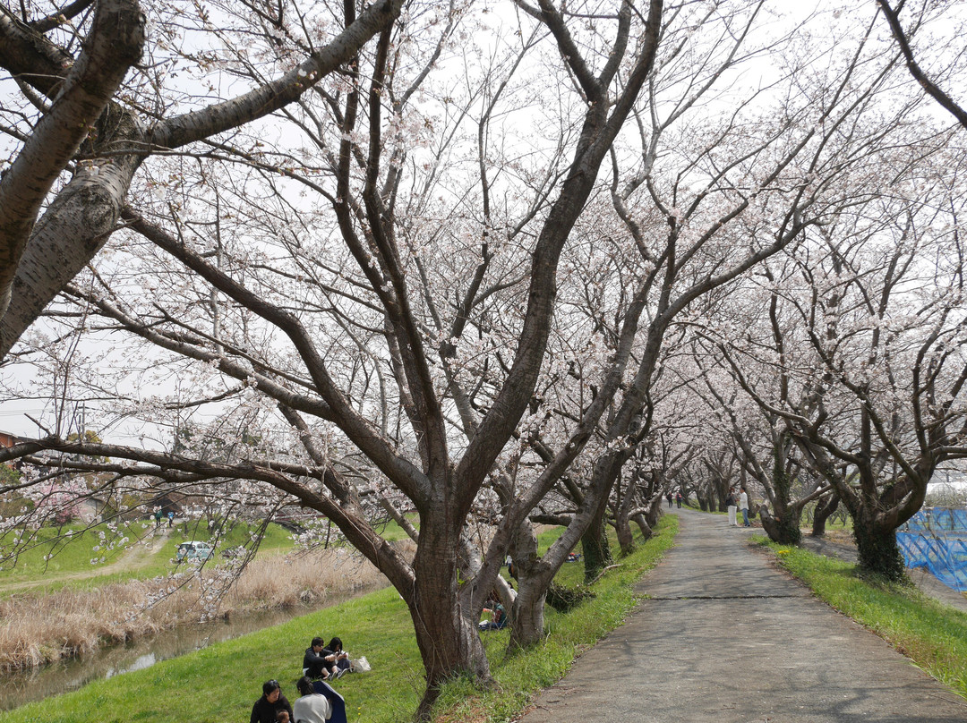 Sakura Trees along Nagare River-浮羽市必去景点