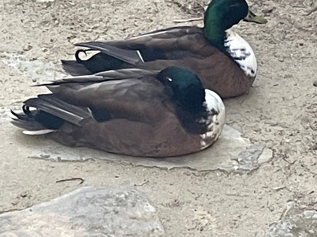 La Pequena Africa Animal Reserve-加的斯市必去景点