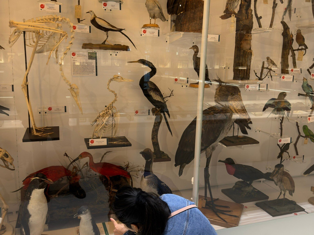 University Museum of Zoology-剑桥必去景点