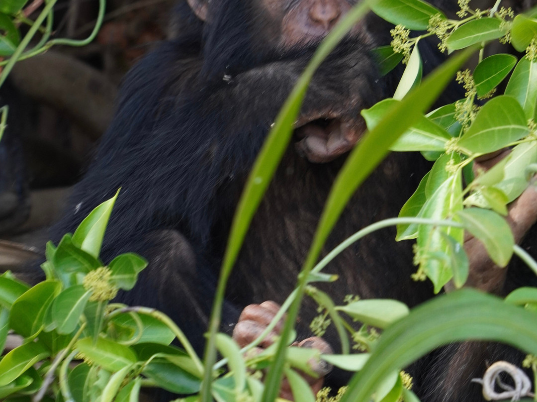 Smiley, Your Eco-Nature Guide in Kuntaur Gambia-Kuntaur必去景点