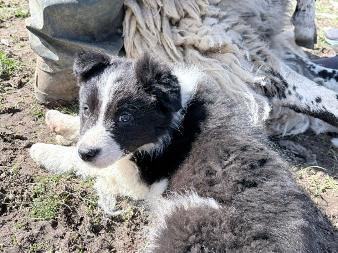 Working Sheepdogs-Kincraig必去景点