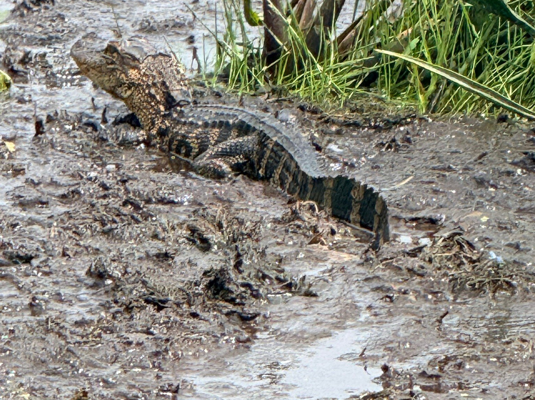 Swamp Fever Airboat Adventures-Lake Panasoffkee必去景点