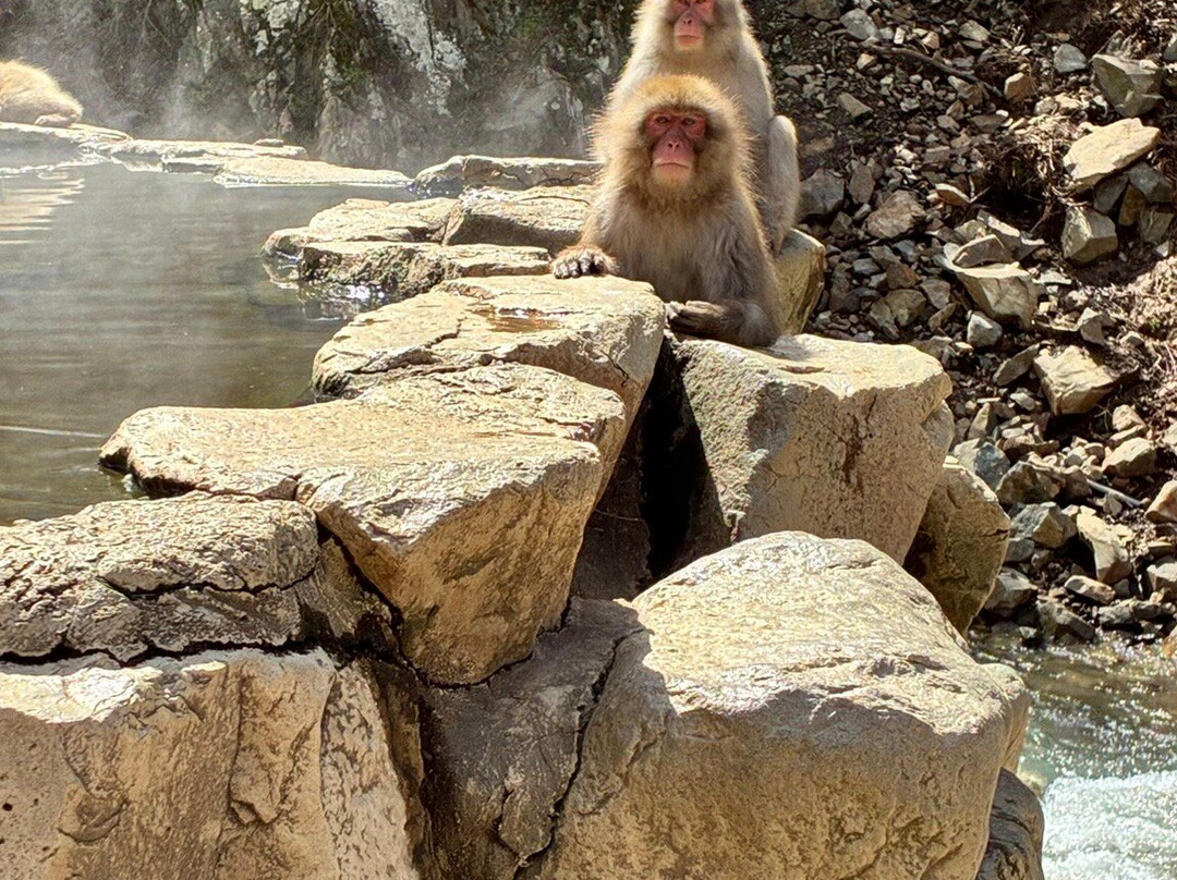 地狱谷雪猴公园-山之内町必去景点
