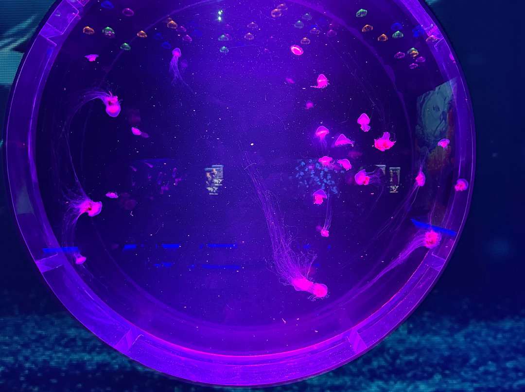 Jellyfish Museum-庞帕诺比奇必去景点