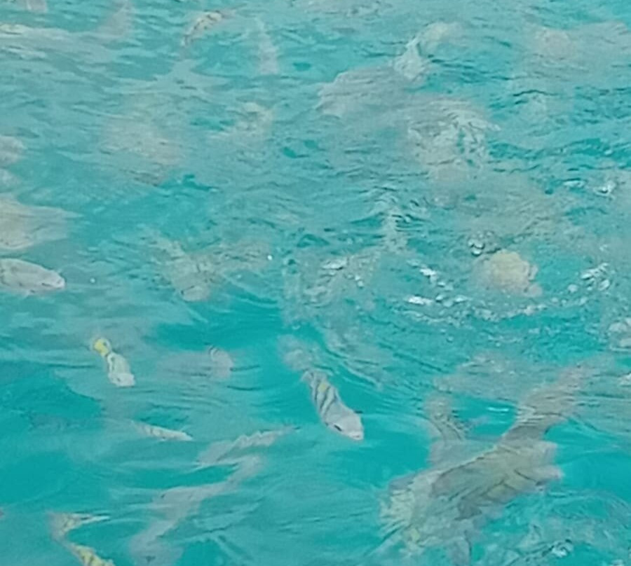 Barbados Snorkeling Tours by Hayden Browne-Holetown必去景点