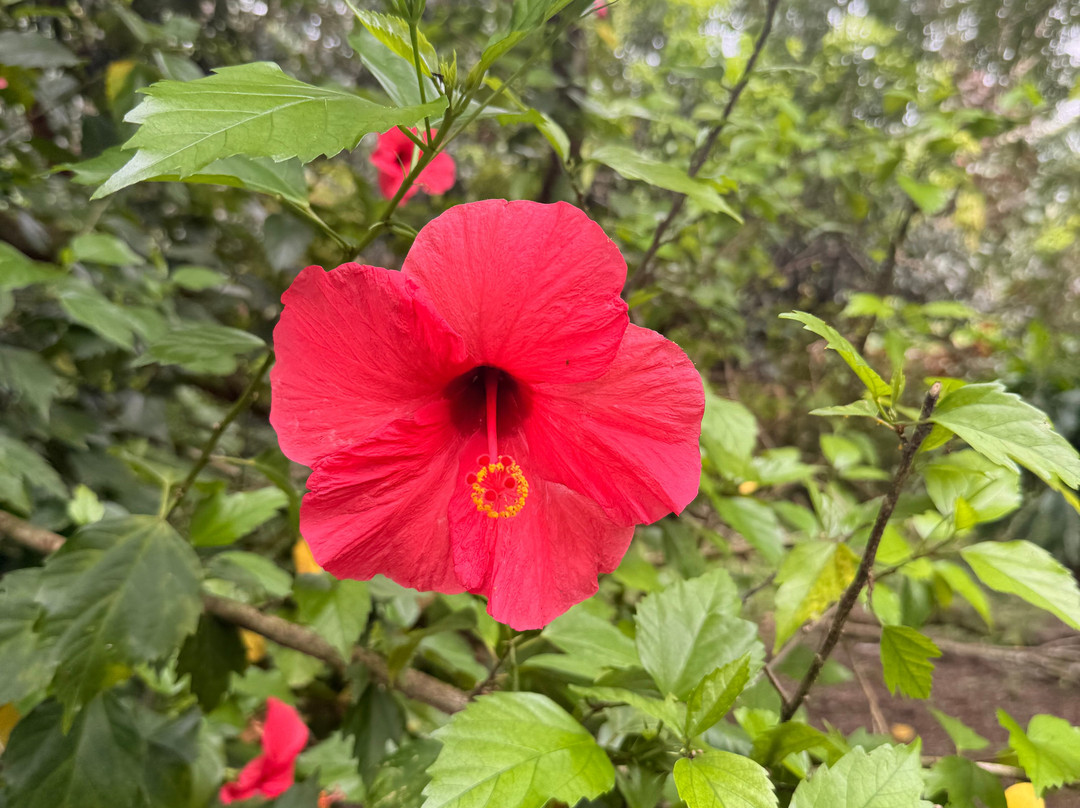 Sun Valley Plantation Hummingbird Garden-奥乔里奥斯必去景点