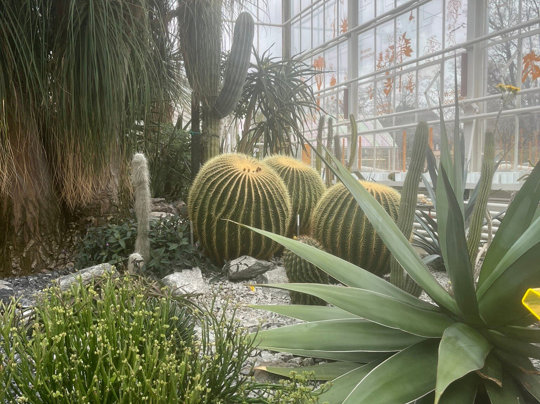 Zurich Succulent Plant Collection-苏黎世必去景点
