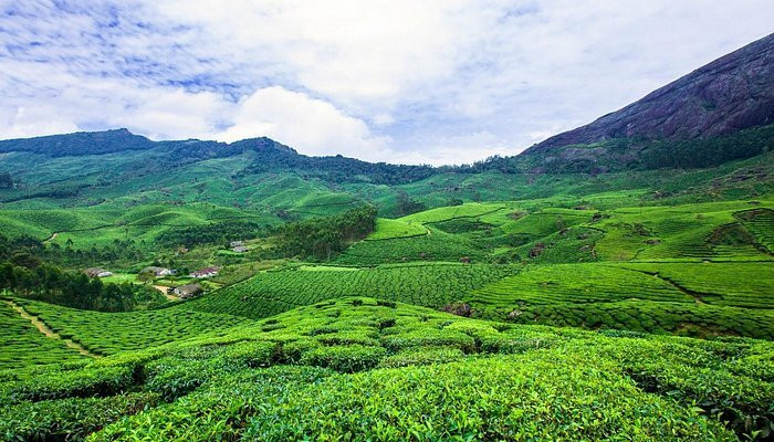 Tea Gardens-慕那尔必去景点