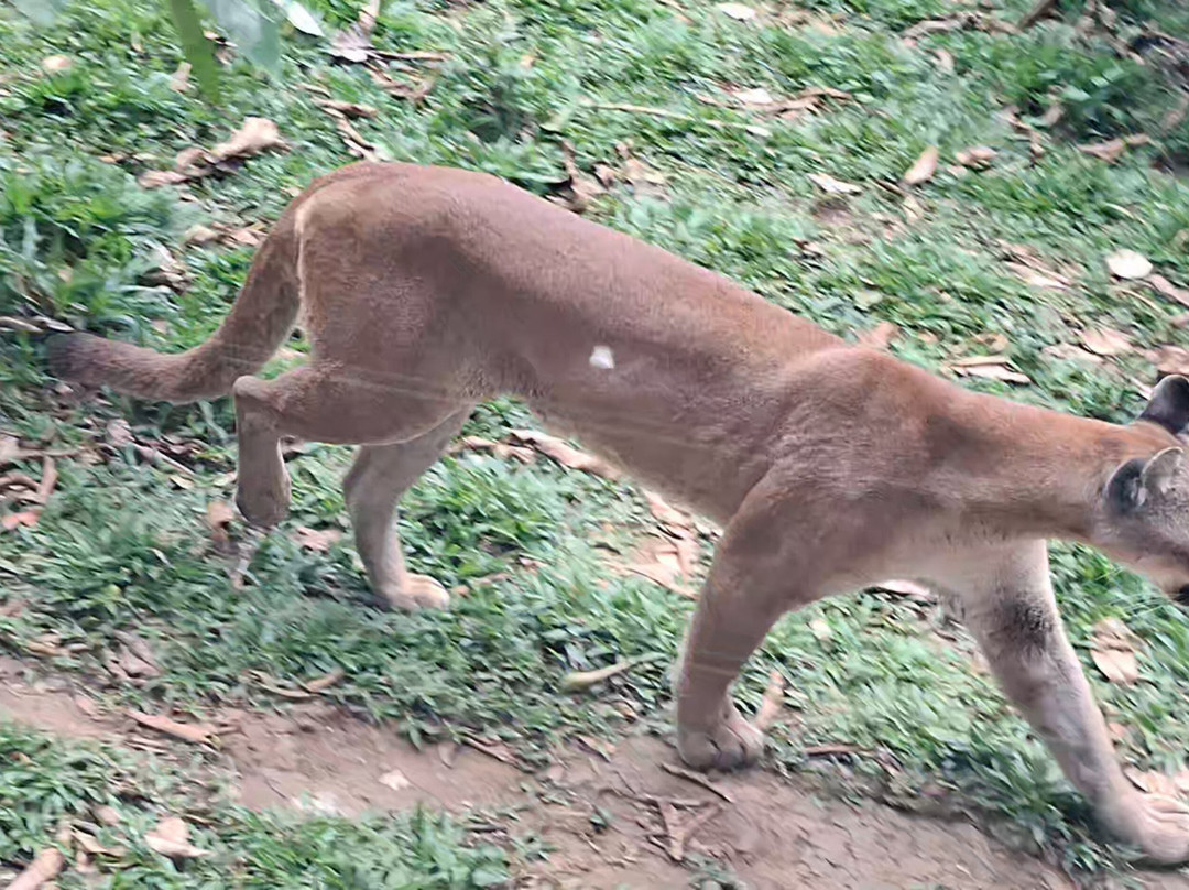 Rescate Wildlife Rescue Center-阿拉辉拉必去景点