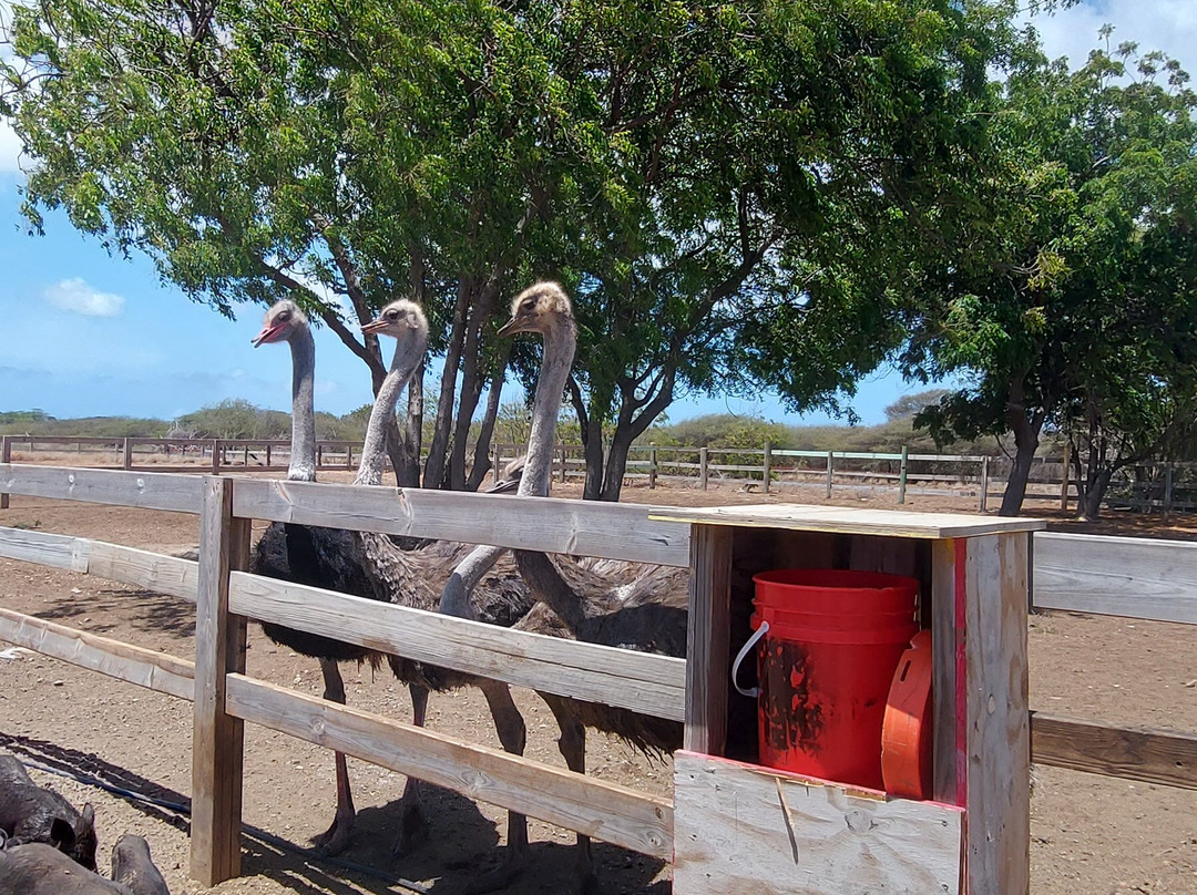 Curacao Ostrich Farm-库拉索必去景点