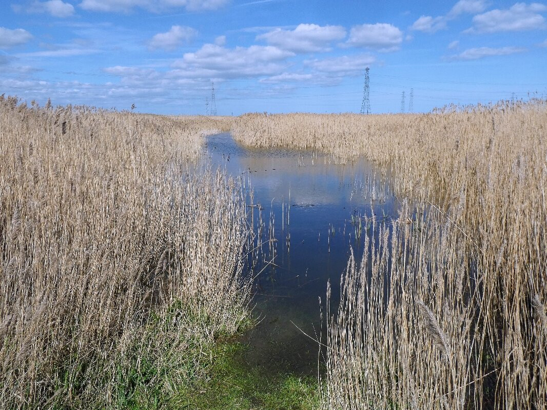RSPB Saltholme-米德尔斯堡必去景点