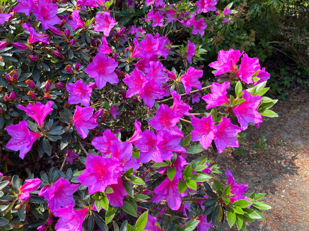 Parc Botanique de Cornouaille-孔布里必去景点
