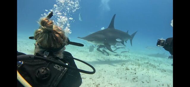 Neal Watson's Bimini Scuba Center-Alice Town必去景点