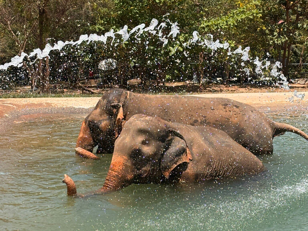 Samui Elephant Sanctuary-波普特必去景点