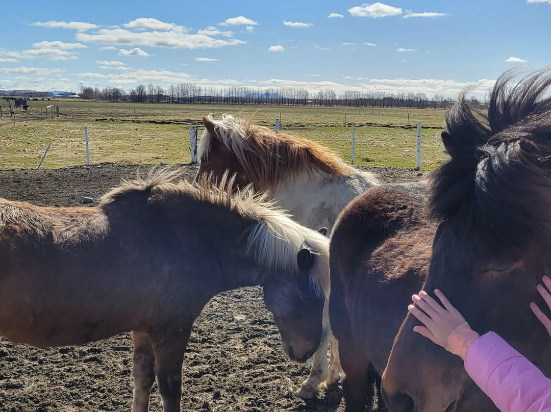 Vorsabær 2 - Horseback riding tours-塞尔福斯必去景点