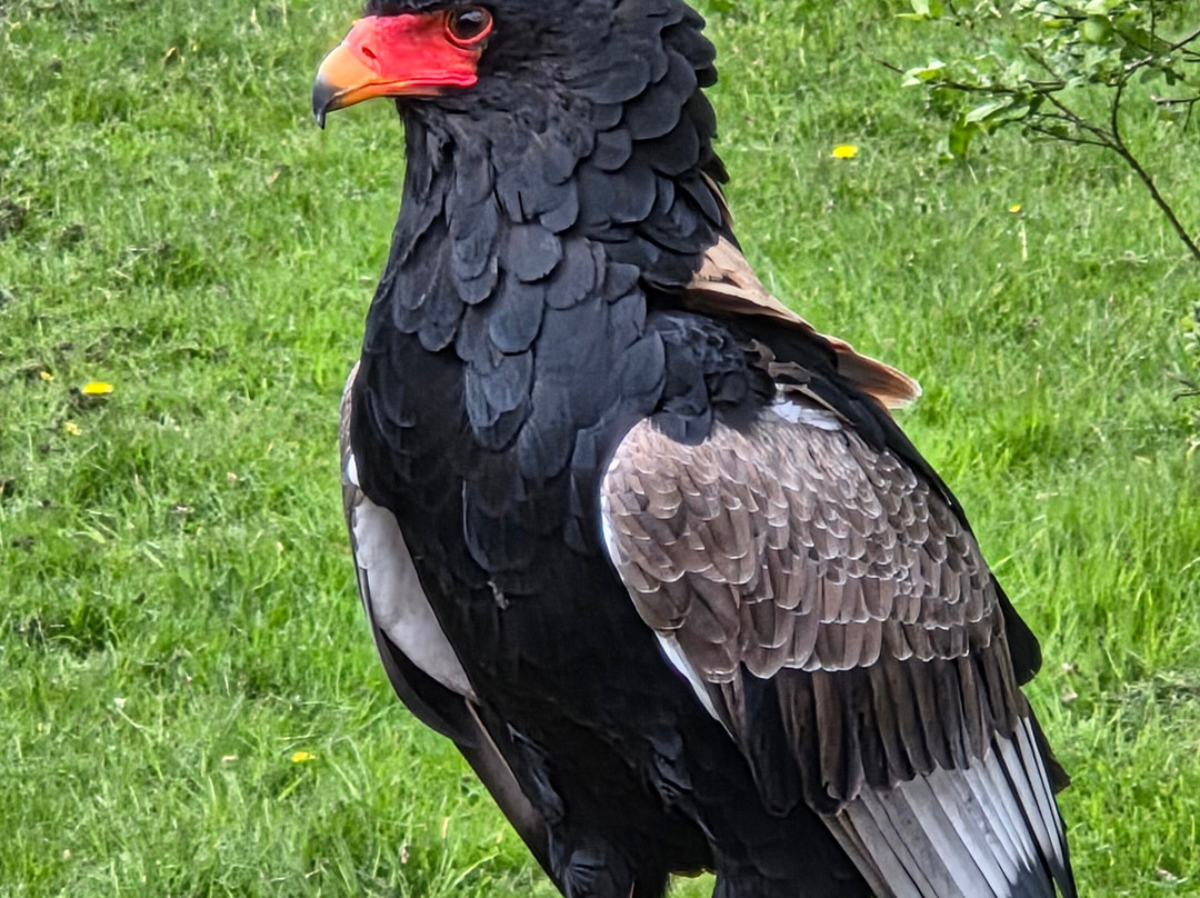 World of Wings Birds of Prey Centre-坎伯诺尔德必去景点