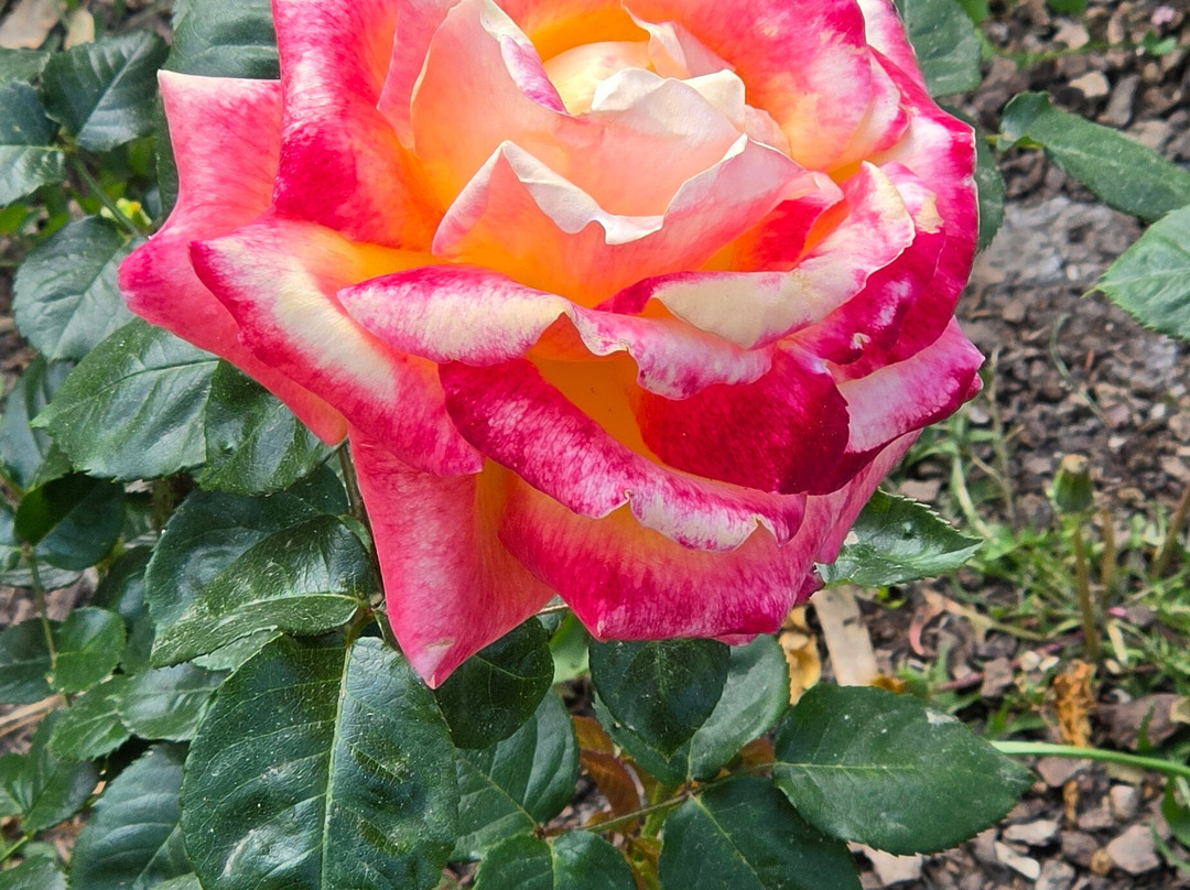 Princess Grace Botanical Garden-摩纳哥城必去景点