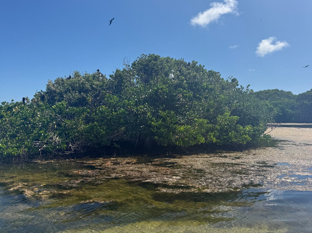 Hillside Tours Barbuda-Codrington必去景点