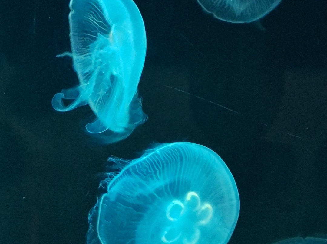 South Carolina Aquarium-查尔斯顿必去景点