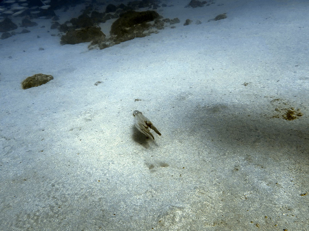 Pura Vida Diving-布兰卡滩必去景点