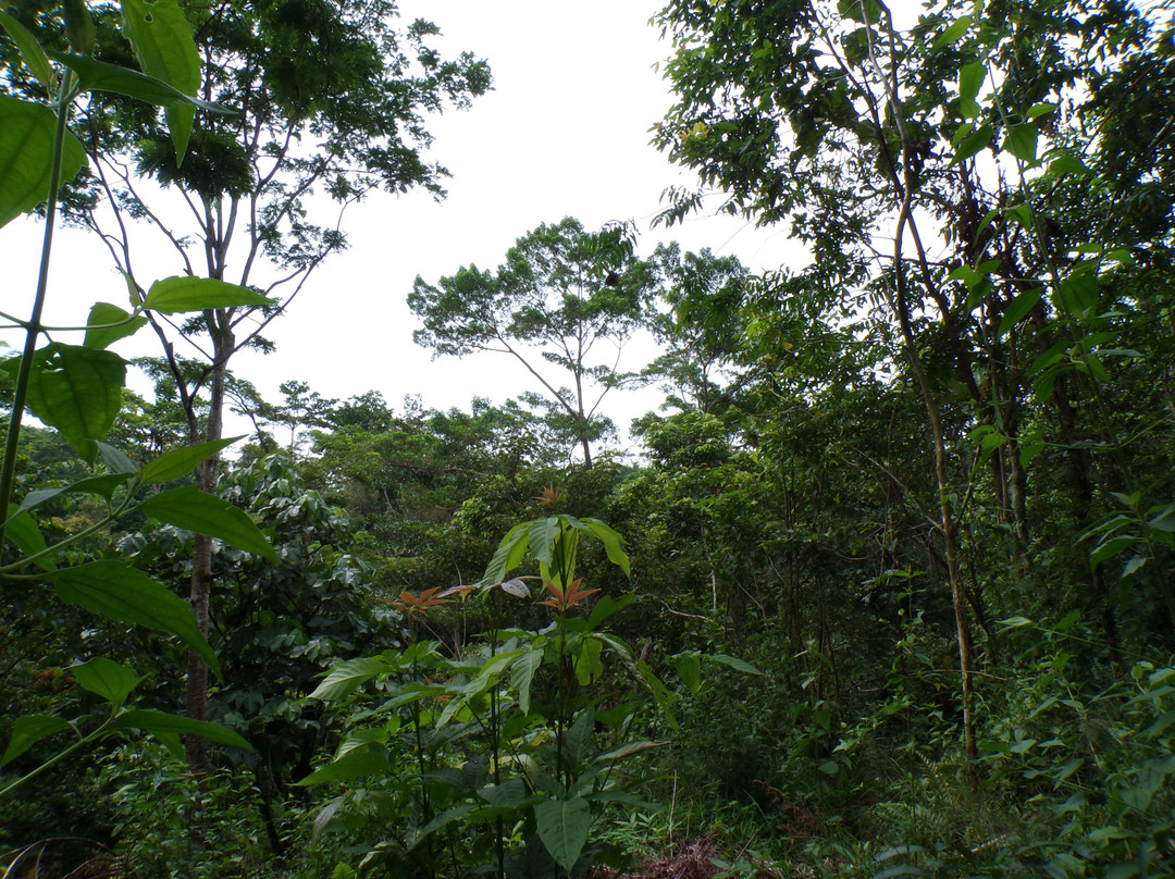 Sumatra Orangutan Tour-棉兰必去景点