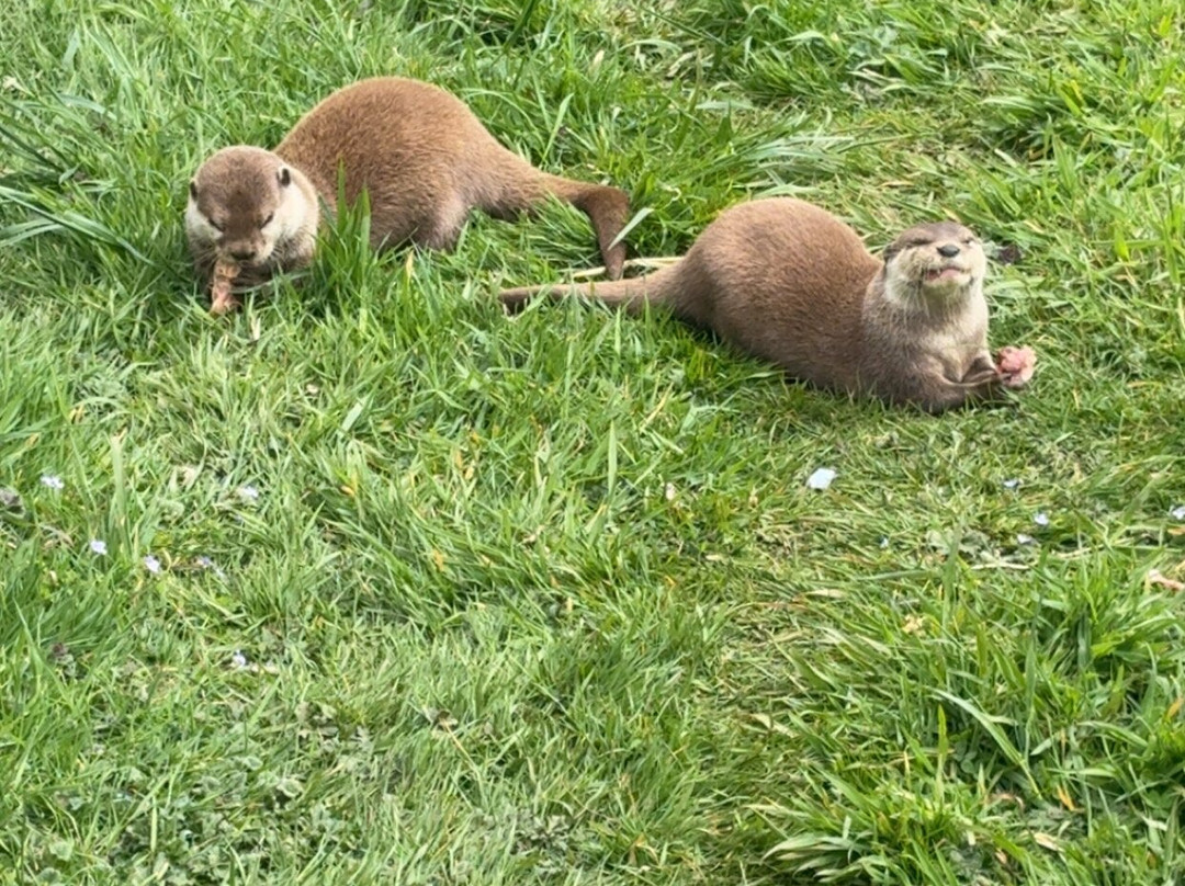 Bridlington Animal Park-布里德灵顿必去景点