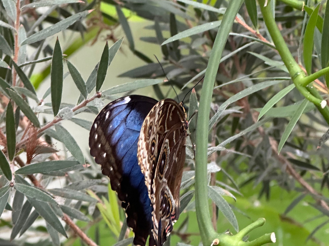 Missoula Butterfly House & Insectarium-米苏拉必去景点