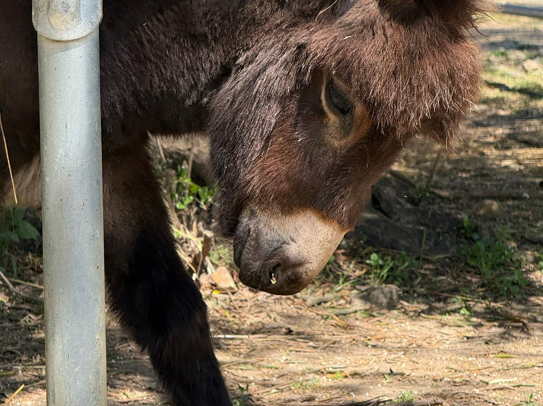 Corfu Donkey Rescue-Paleokastritsa必去景点