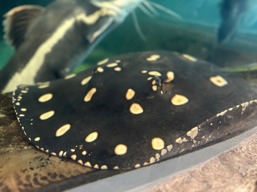 莱利大烟山水族馆-盖林柏格必去景点