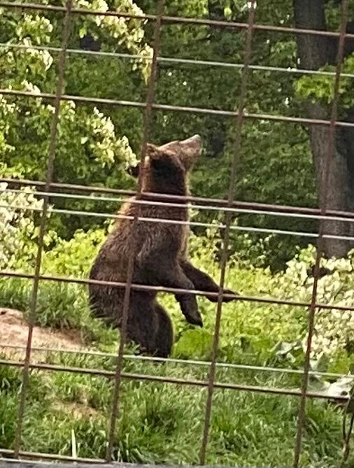 Libearty Bear Sanctuary Zarnesti-Zarnesti必去景点