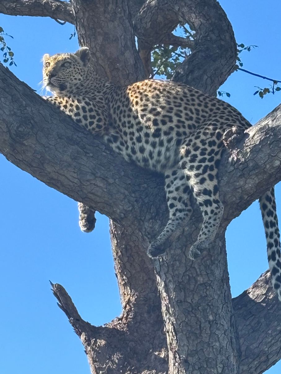 Thabamati Luxury Tented Camp-旅行者