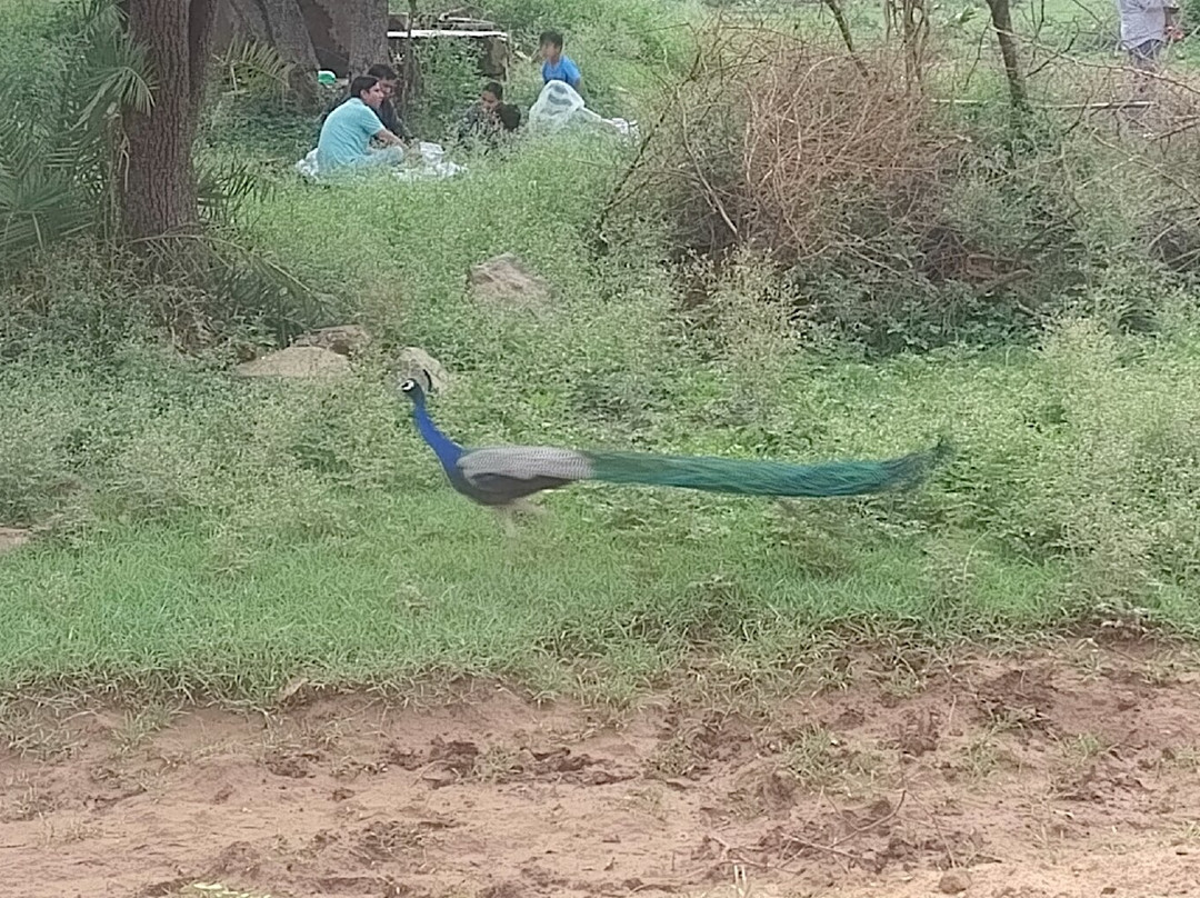 Sariska Tiger Reserve-阿尔瓦必去景点