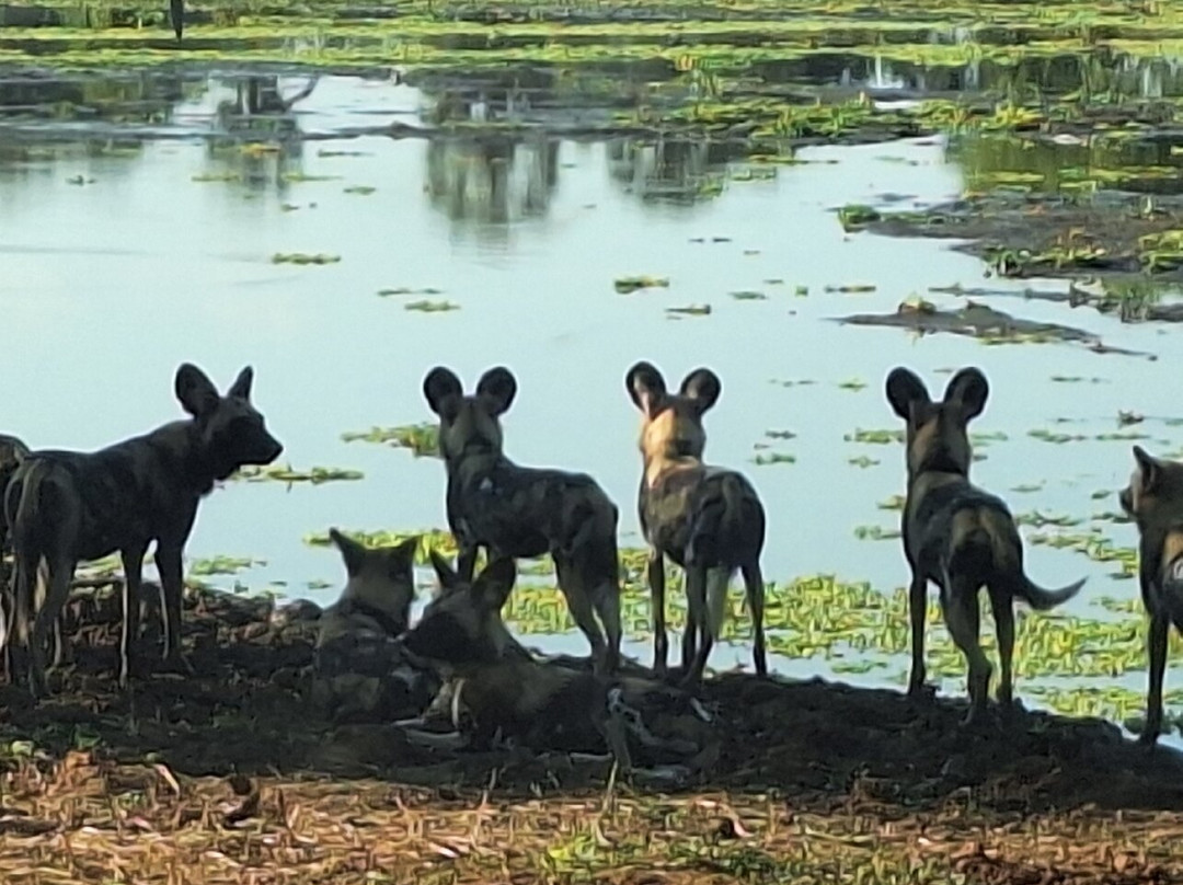 Zamsato - Zambia Safaris & Adventours-李文斯顿必去景点