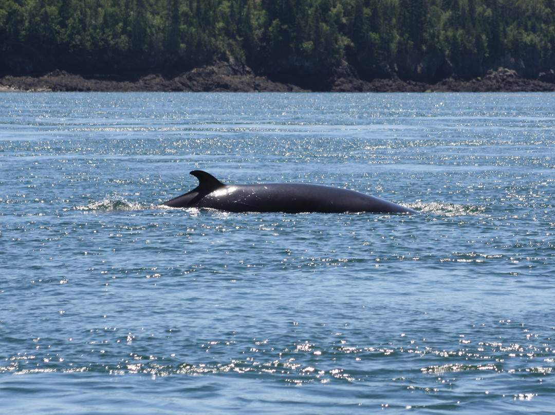 Island Cruises Whalewatching-Campobello Island必去景点