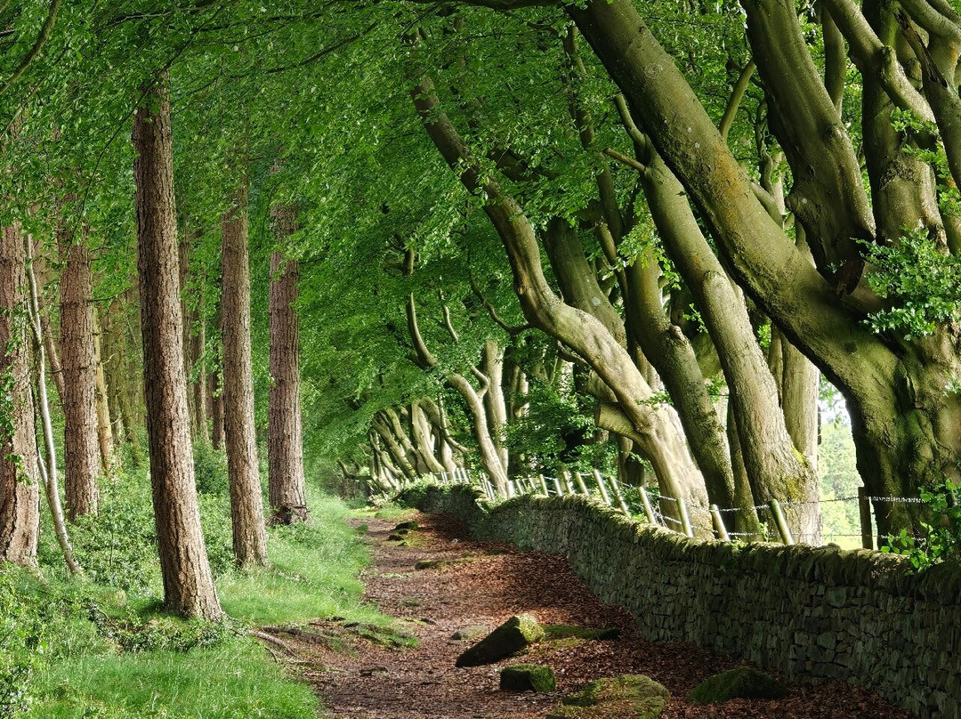 Upper Moor Forest