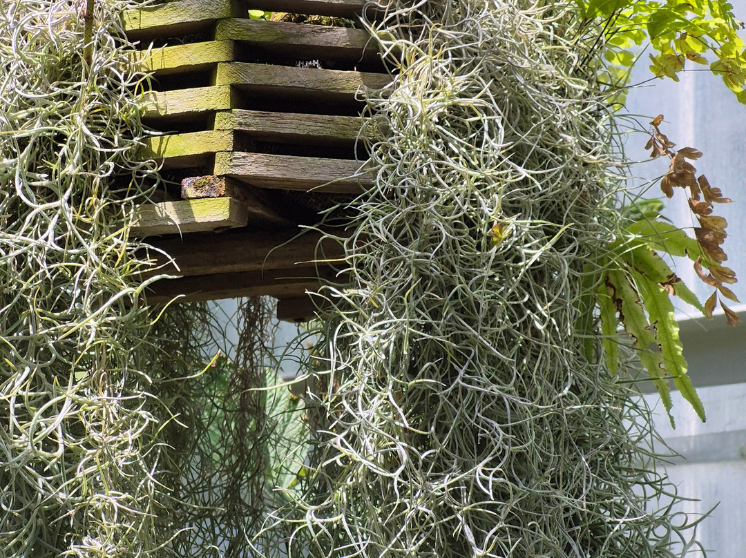 W.W. Seymour Botanical Conservatory-塔科马必去景点