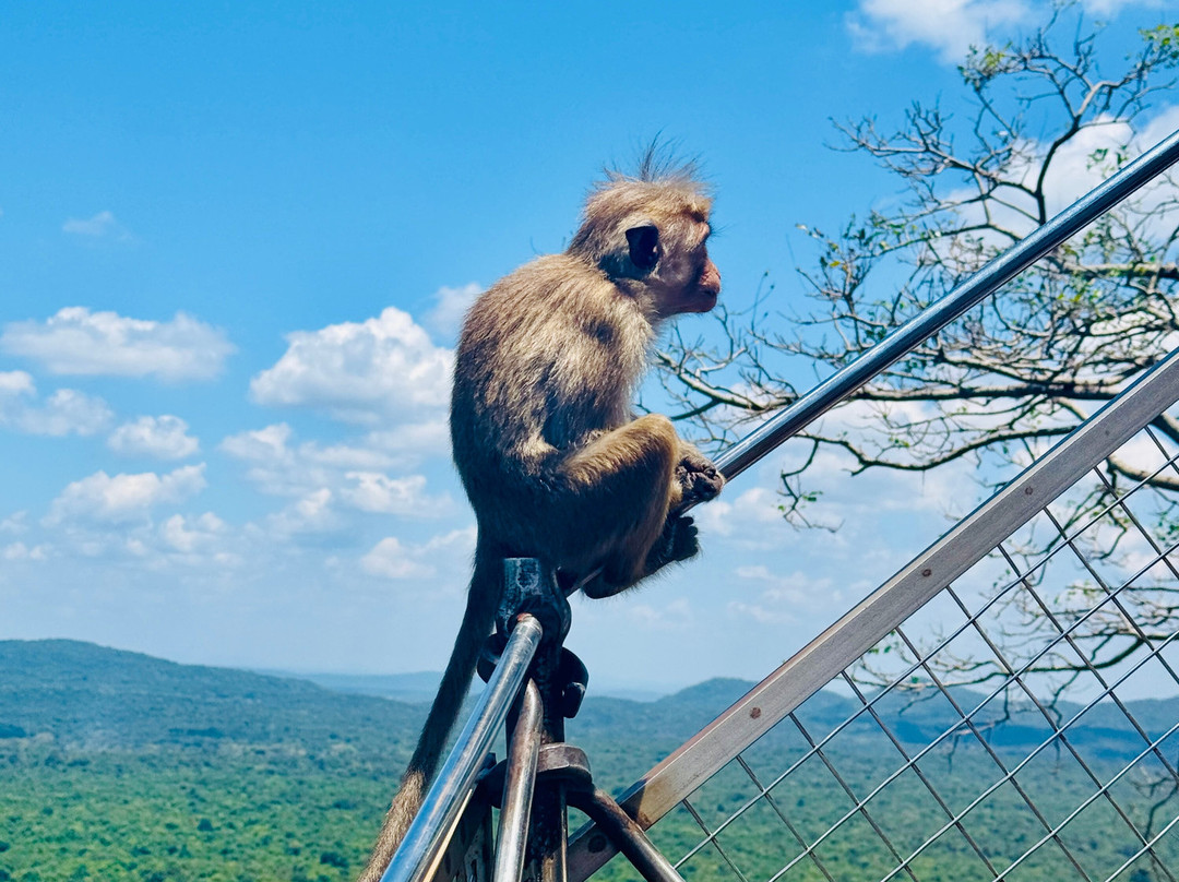 V Travel Sri-Lanka Excursions-科斯戈德必去景点