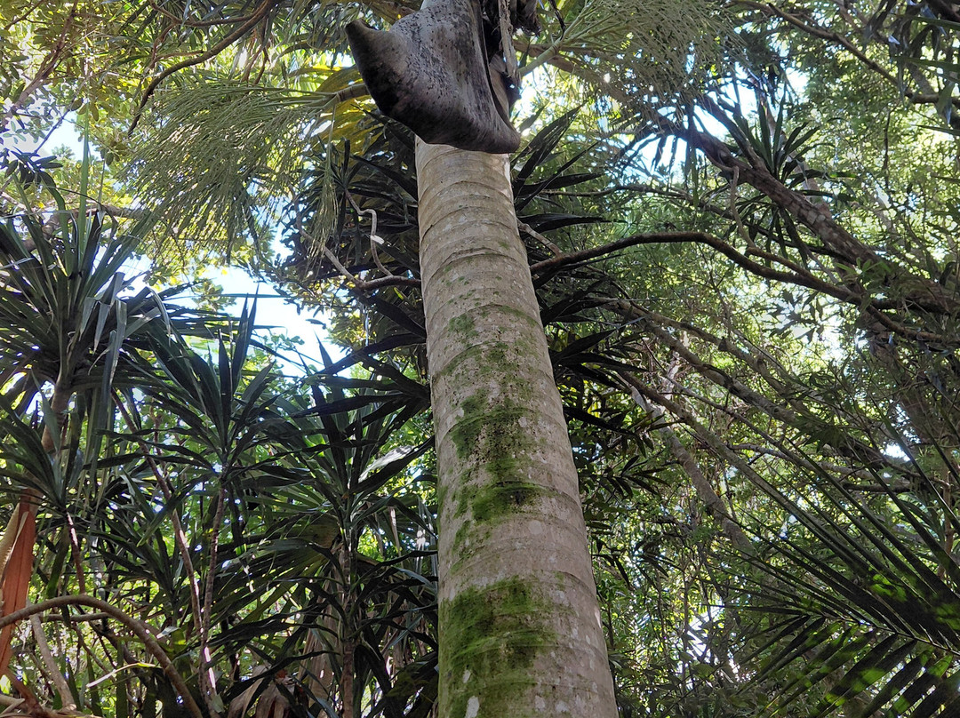 Grande Montagne Nature Reserve-罗德里格斯岛必去景点