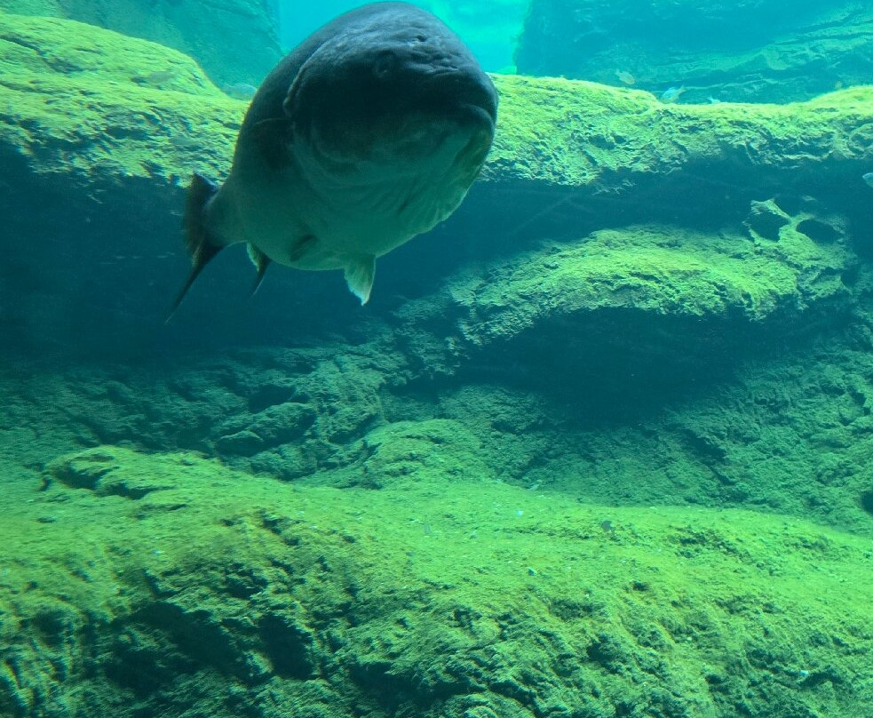 Flint RiverQuarium-奥尔巴尼必去景点