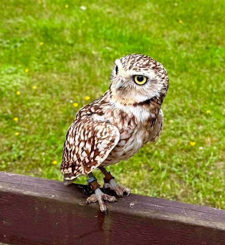 Loch Lomond Bird Of Prey Centre-Balloch必去景点