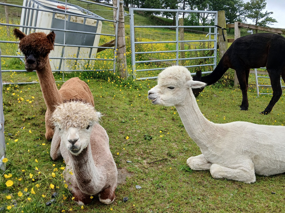 Wreay Syke Alpacas-肯德尔必去景点