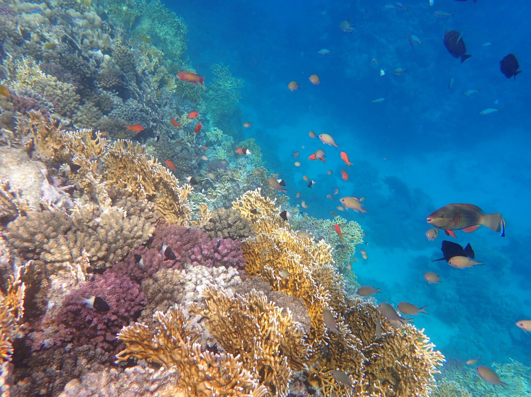 Extra Divers Worldwide El Quseir-艾尔可西利亚必去景点