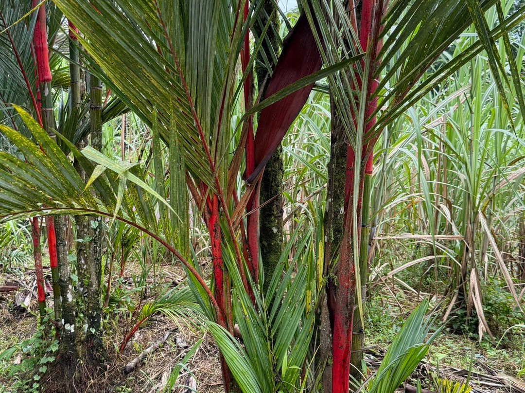Finca Sura-Puerto Viejo de Sarapiqui必去景点